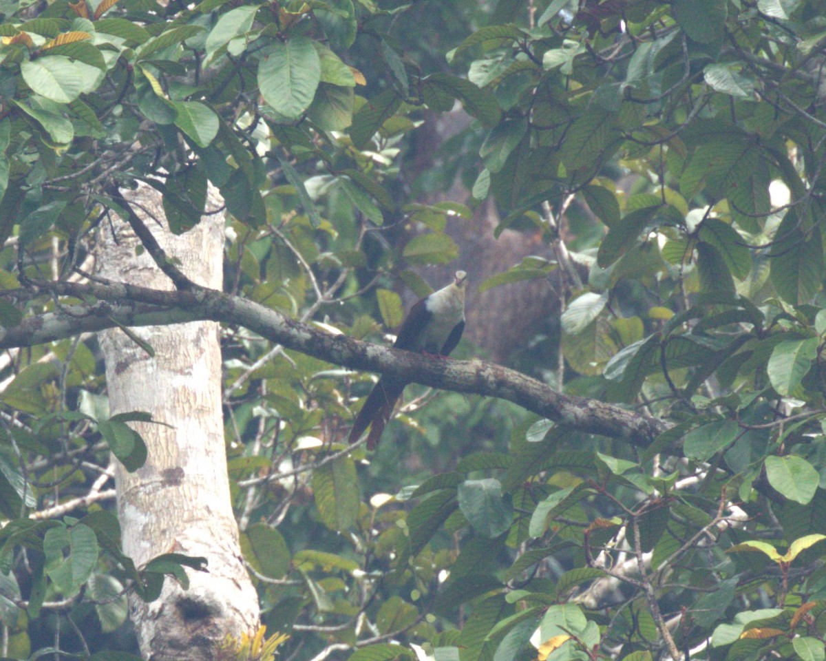 Great Cuckoo-Dove - ML613338687