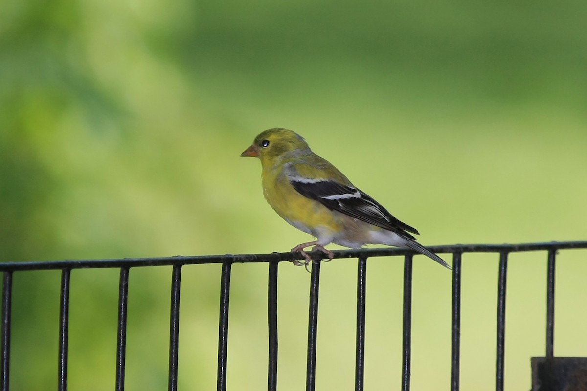 American Goldfinch - ML613338698