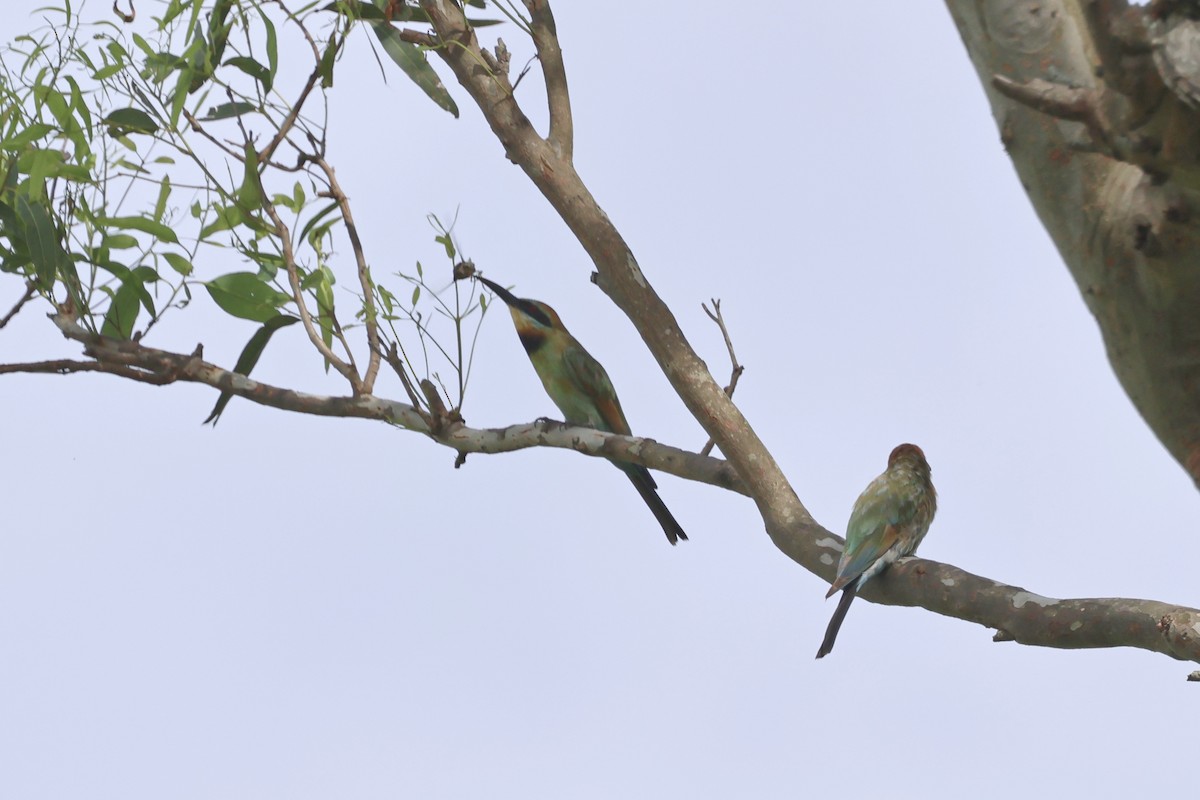Rainbow Bee-eater - ML613338749