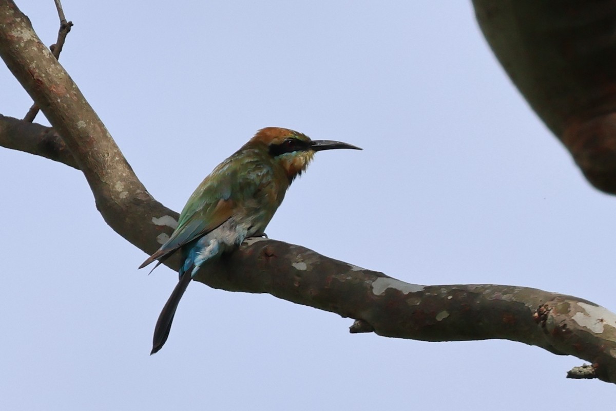 Rainbow Bee-eater - ML613338756