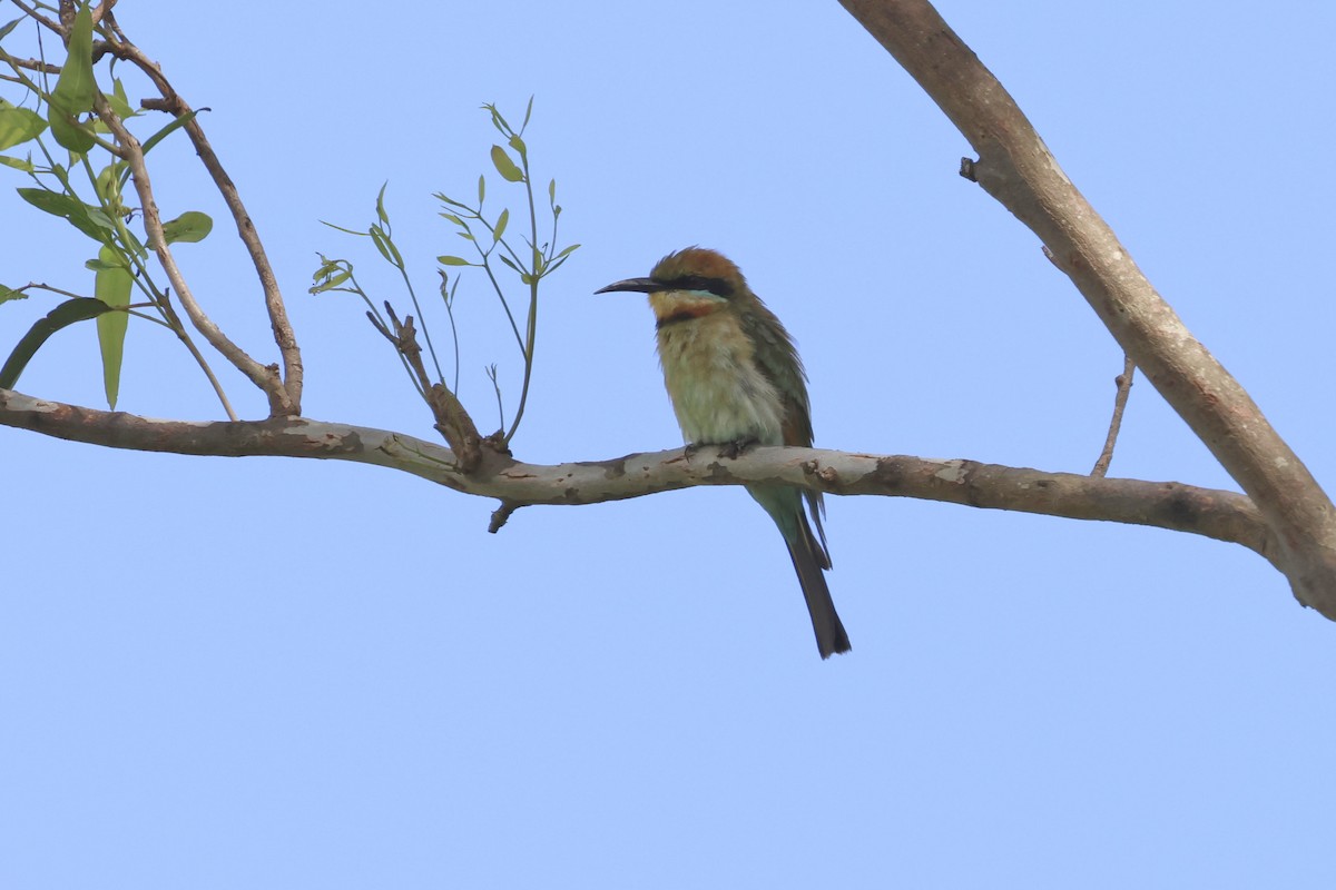 Rainbow Bee-eater - ML613338783