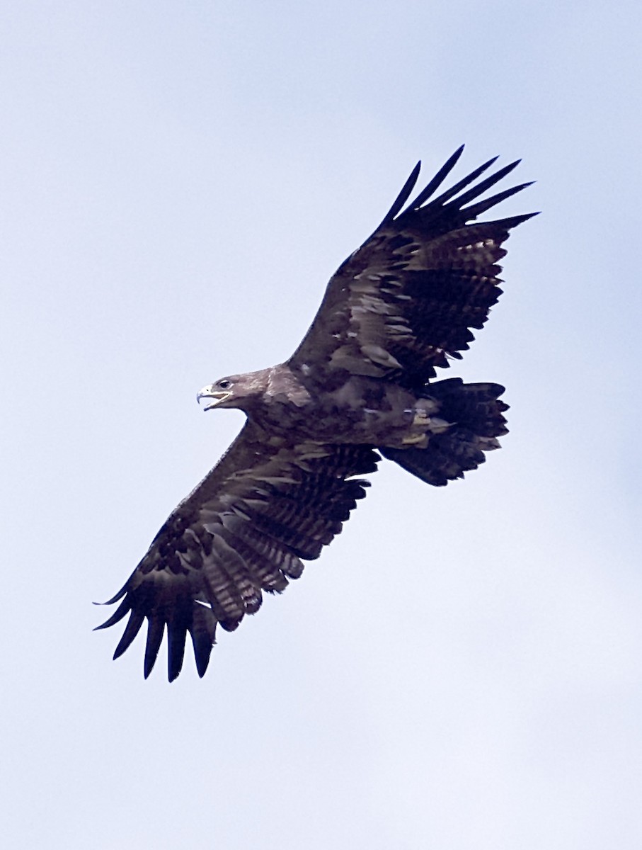 Steppe Eagle - Mohd Syafiq Sivakumaran
