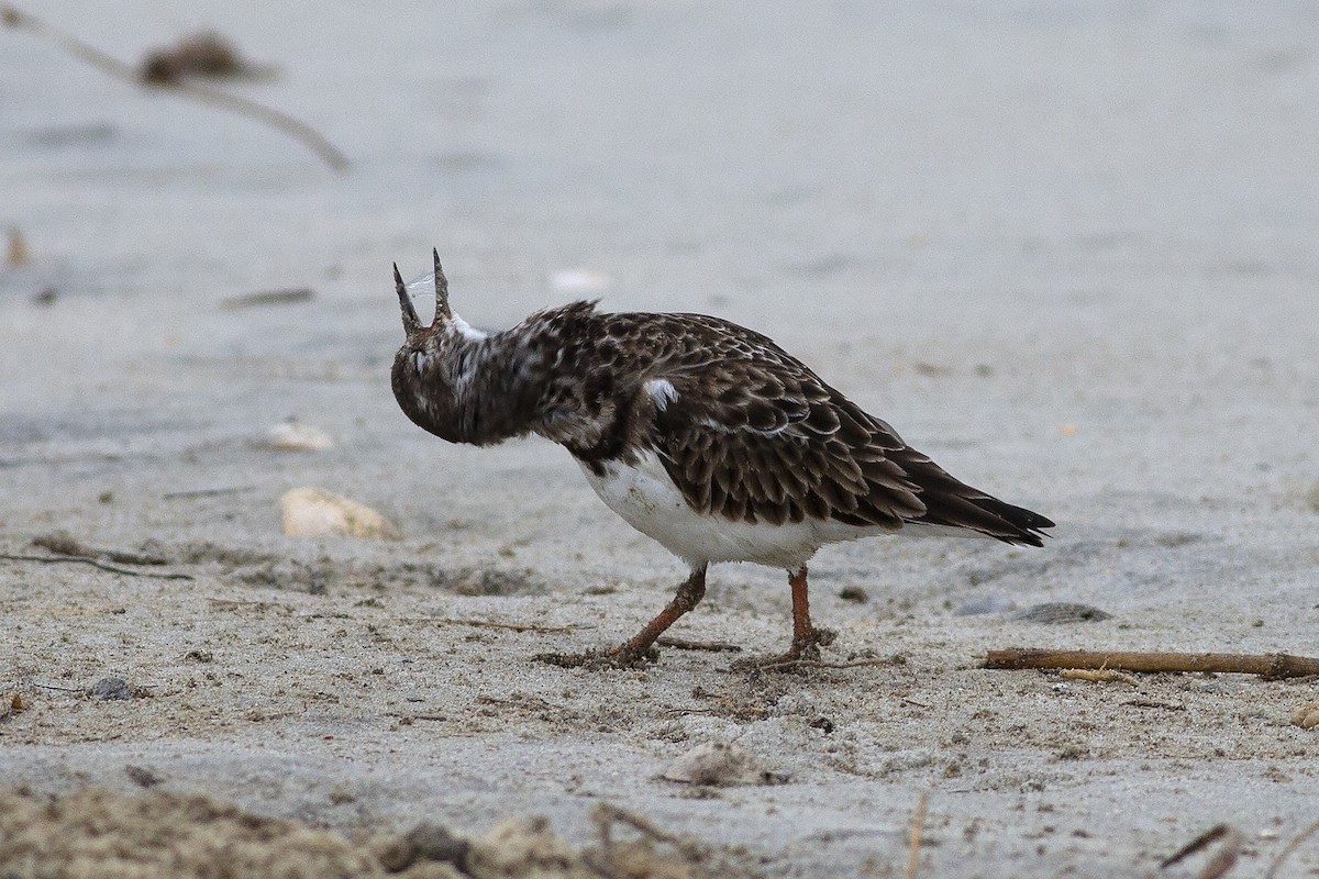 Ruddy Turnstone - ML613338969