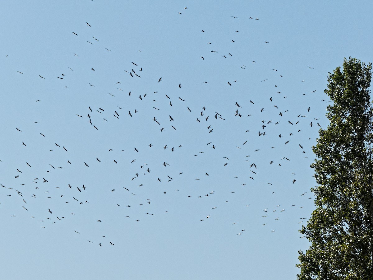 White Stork - Jean-Marc  Gauche