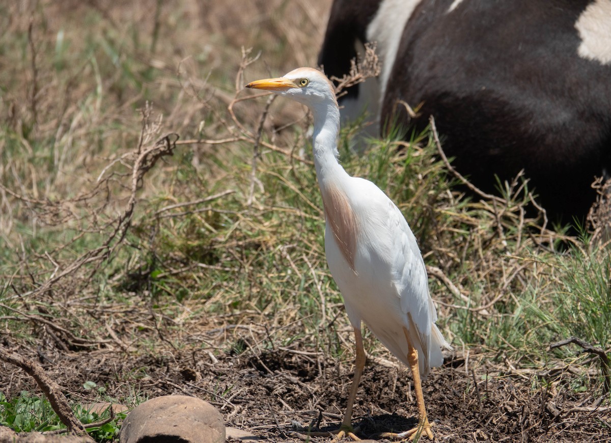 Египетская цапля (ibis) - ML613339029