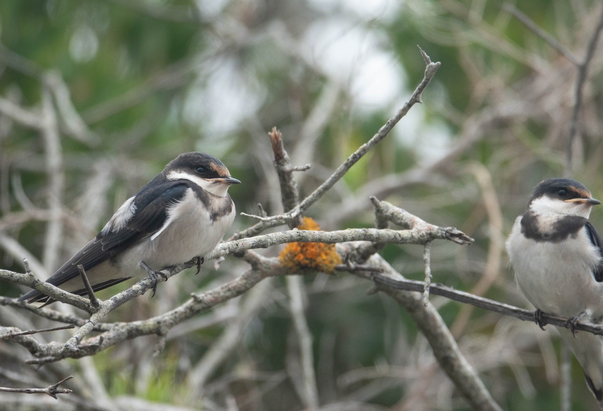 White-throated Swallow - ML613339052