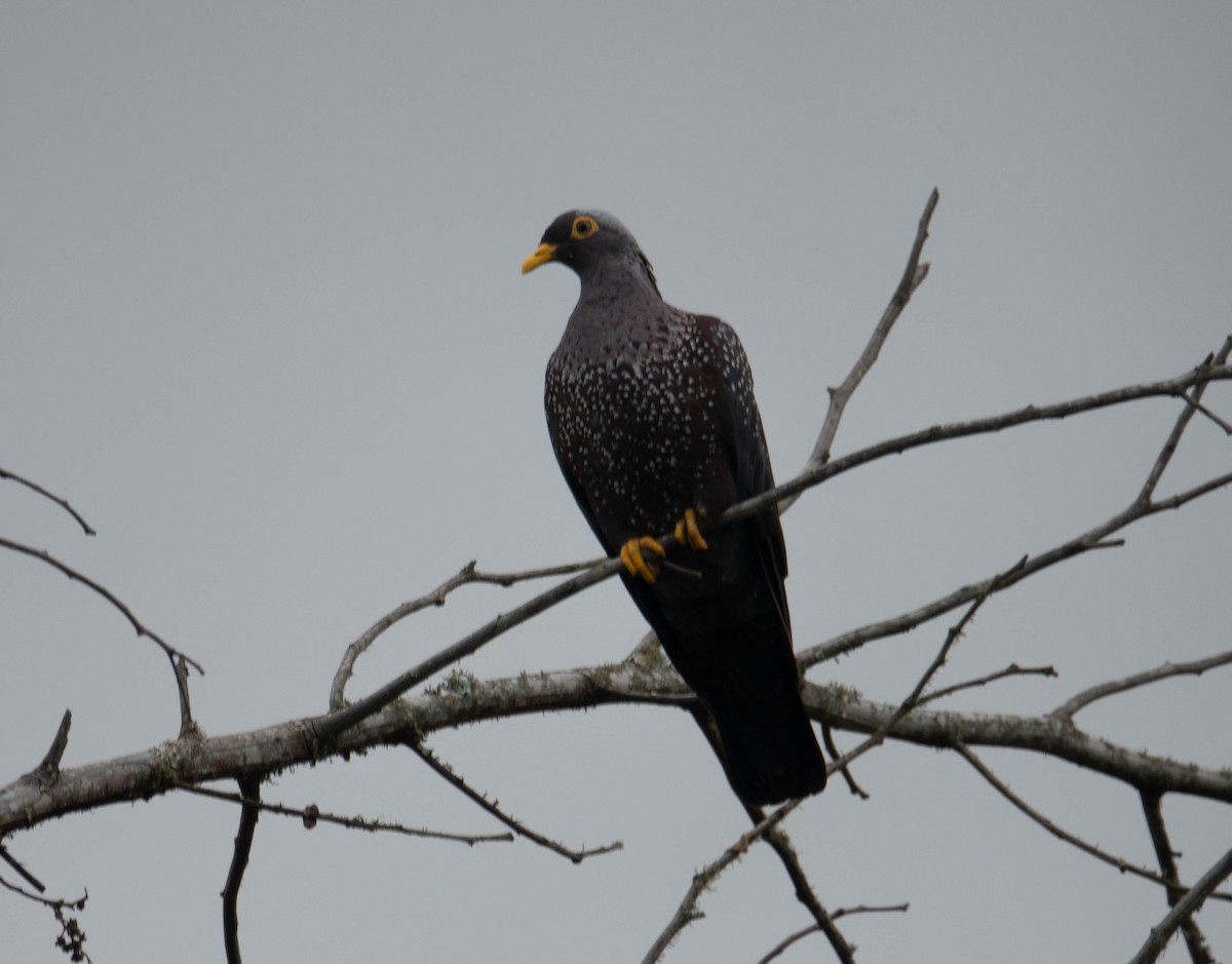 Pigeon rameron - ML613339061