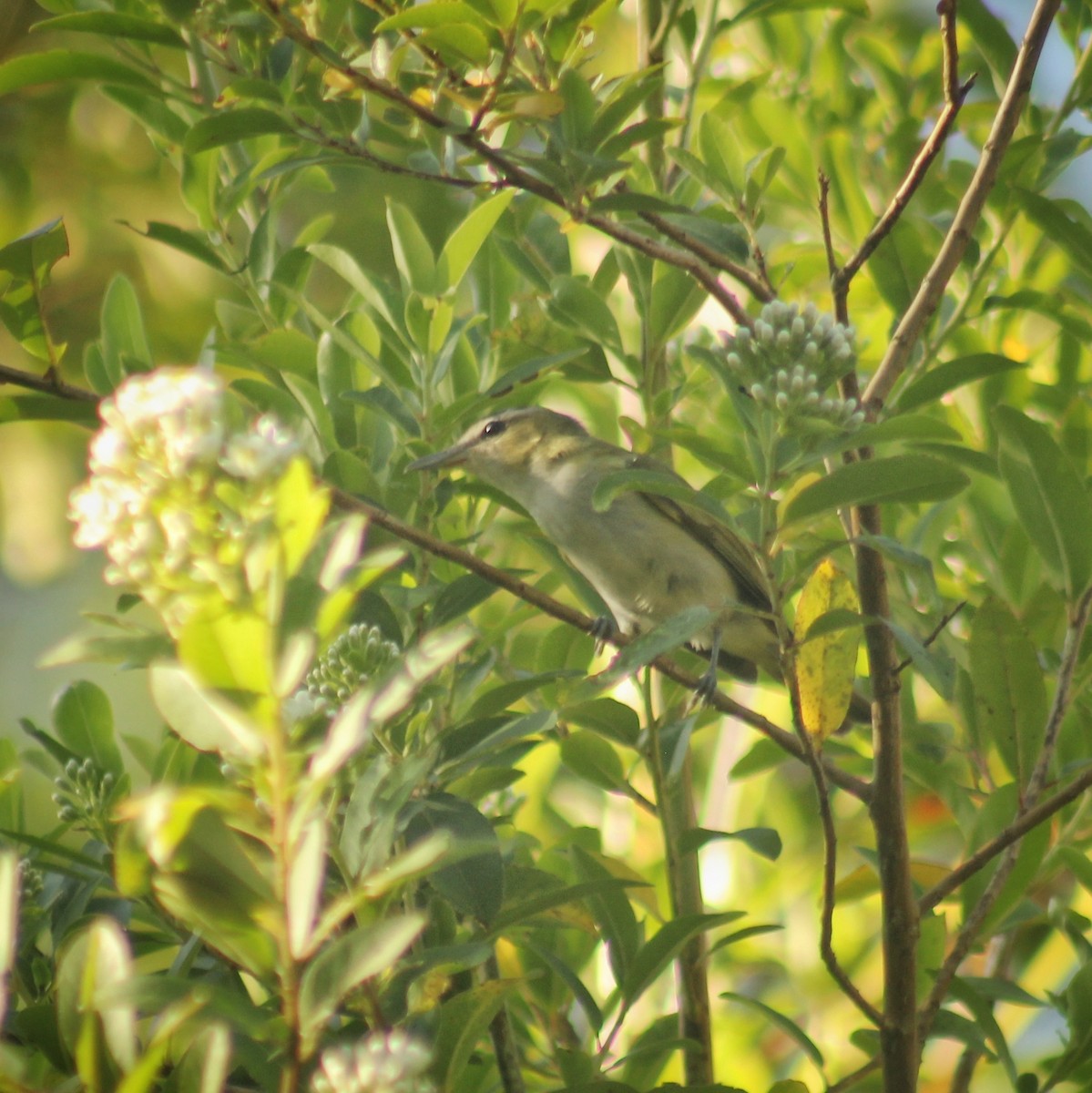 Vireo Chiví (chivi/diversus) - ML613339062