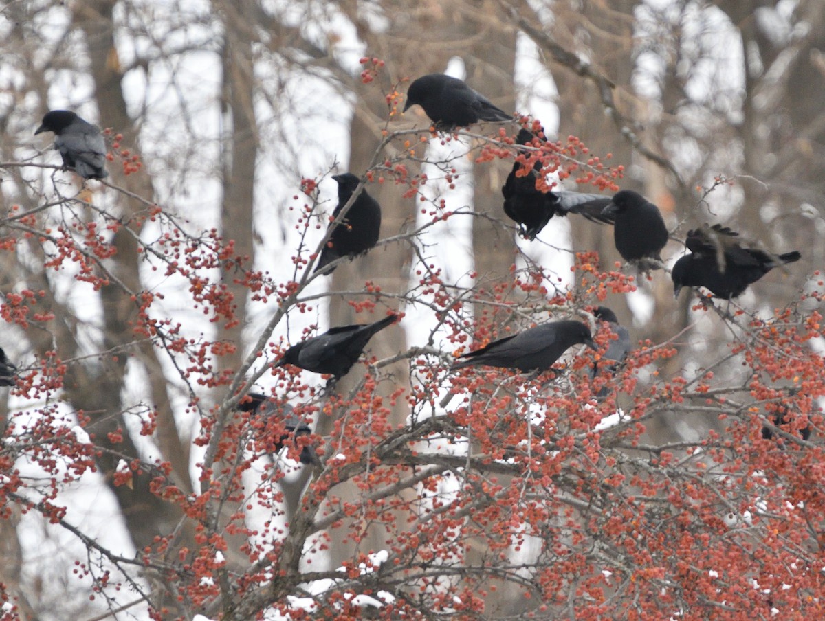 American Crow - ML613339097