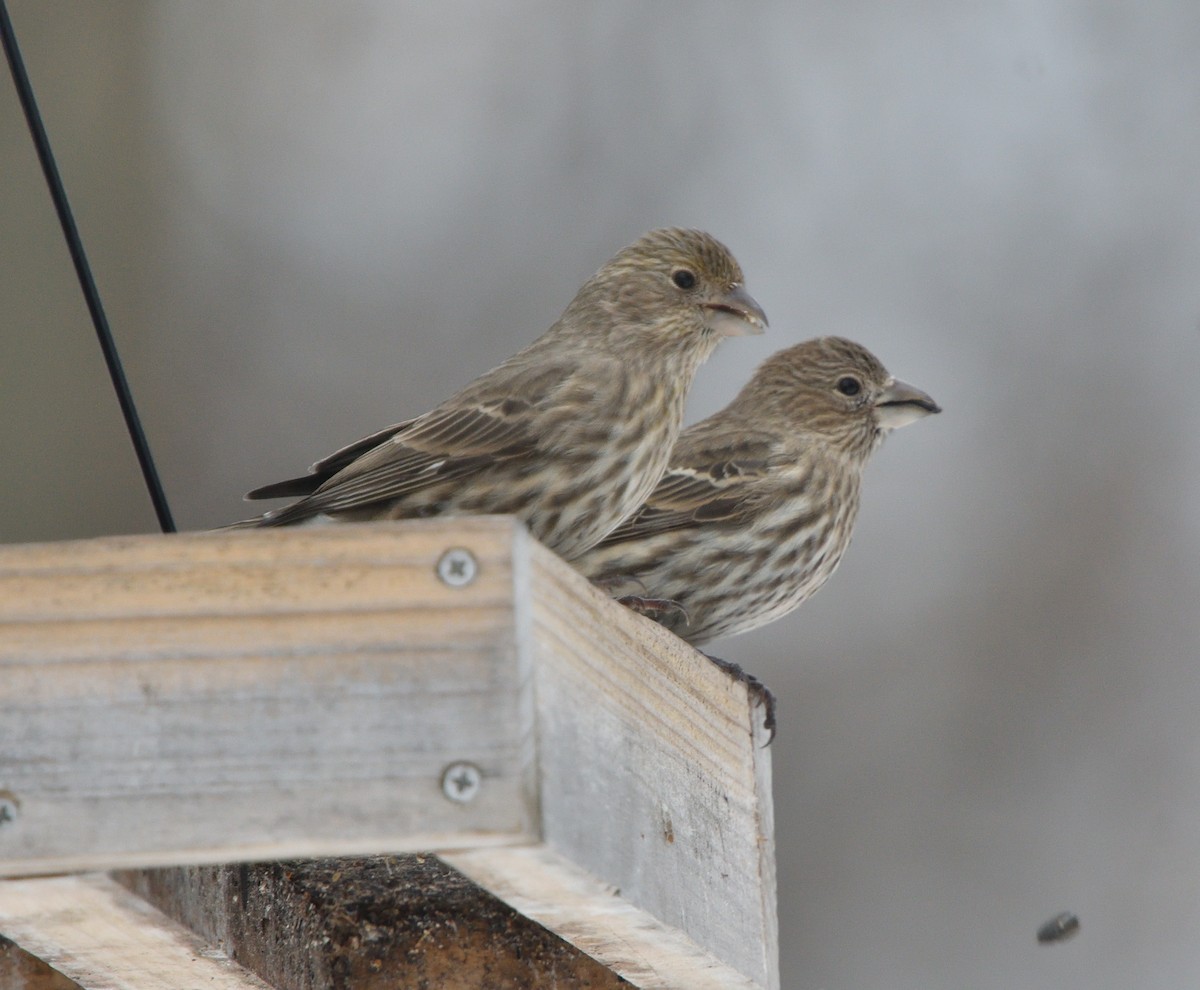 House Finch - ML613339104