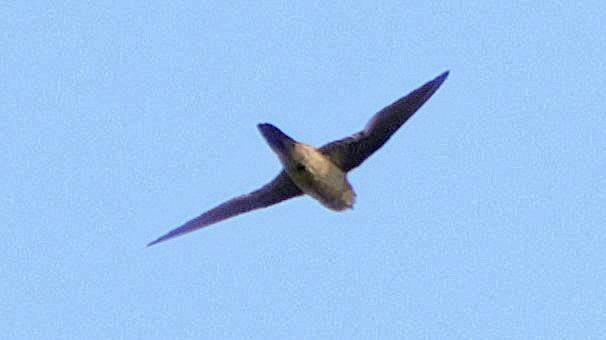 Germain's Swiftlet - ML613339149