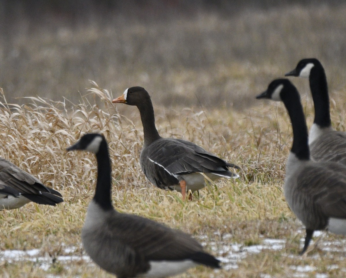 Greater White-fronted Goose - ML613339168