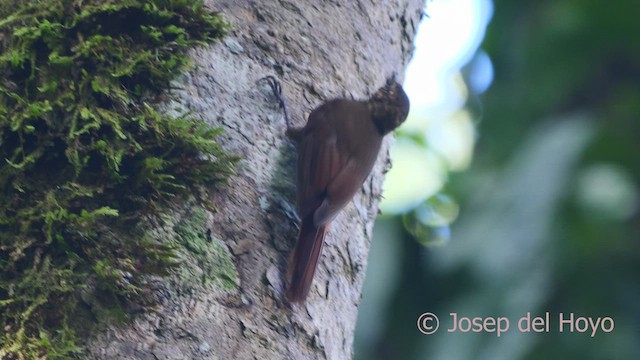 Wedge-billed Woodcreeper - ML613339200