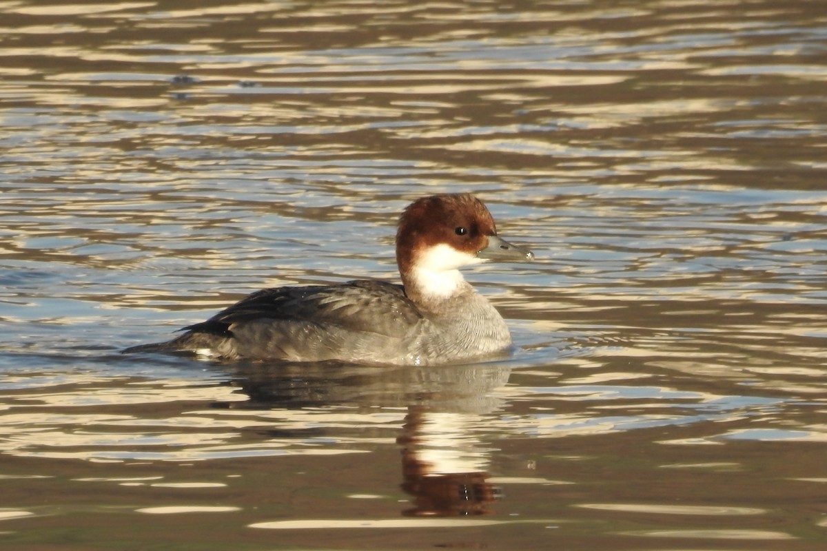 Smew - ML613339208