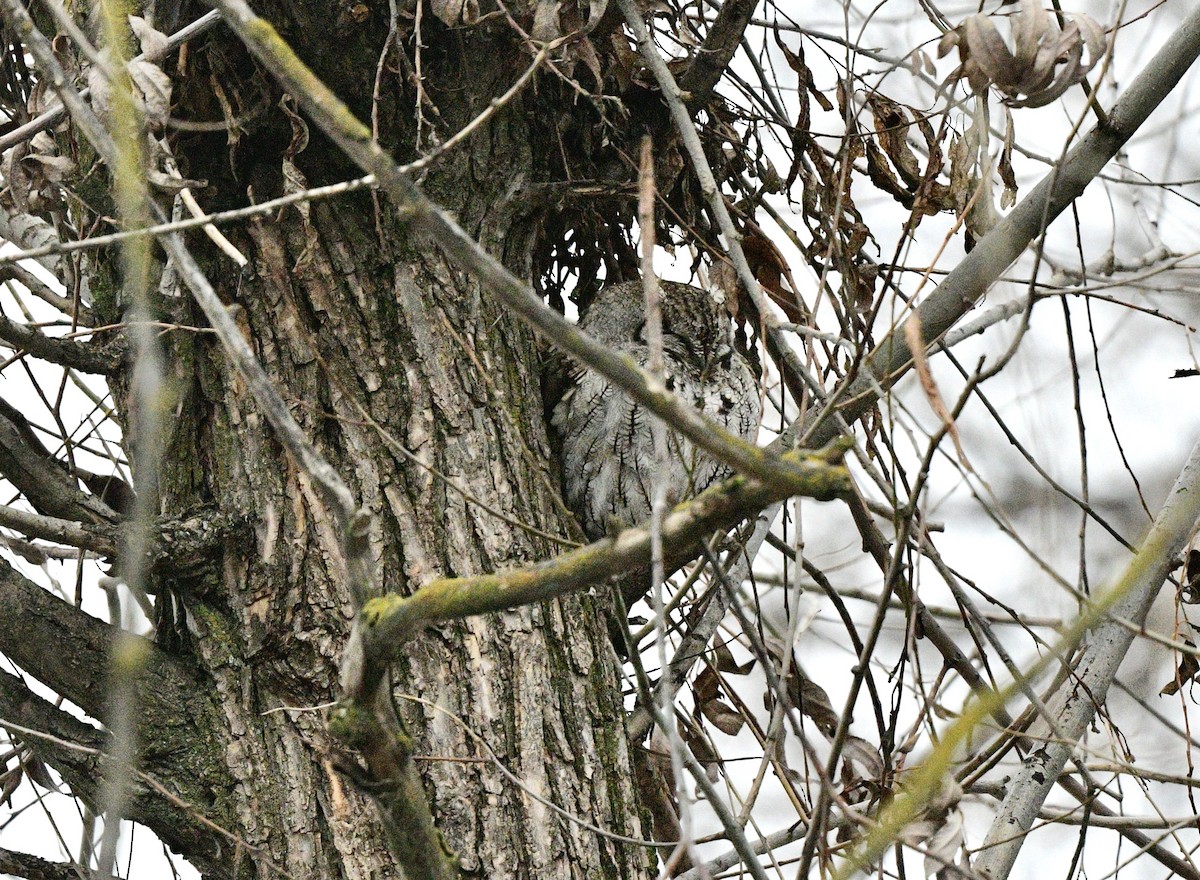 Western Screech-Owl - ML613339217