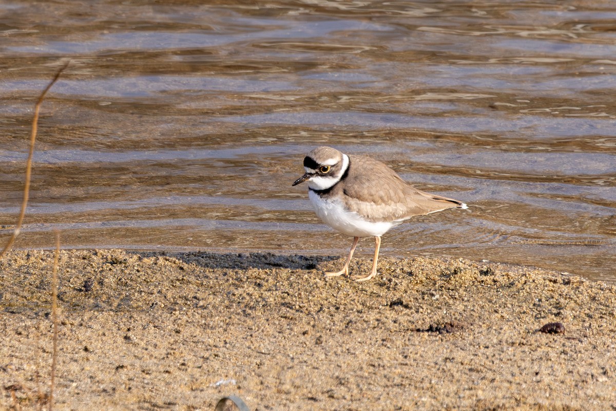 Long-billed Plover - ML613339240