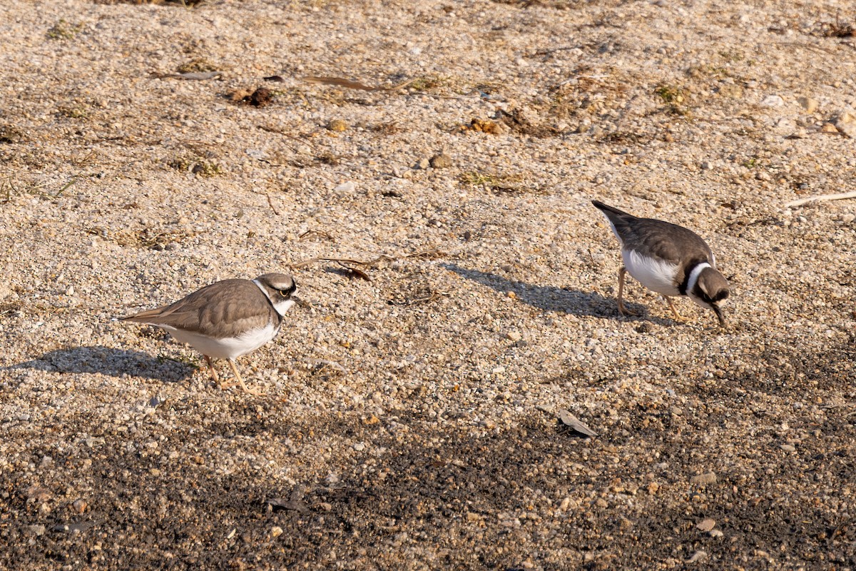 Long-billed Plover - Paul Ha