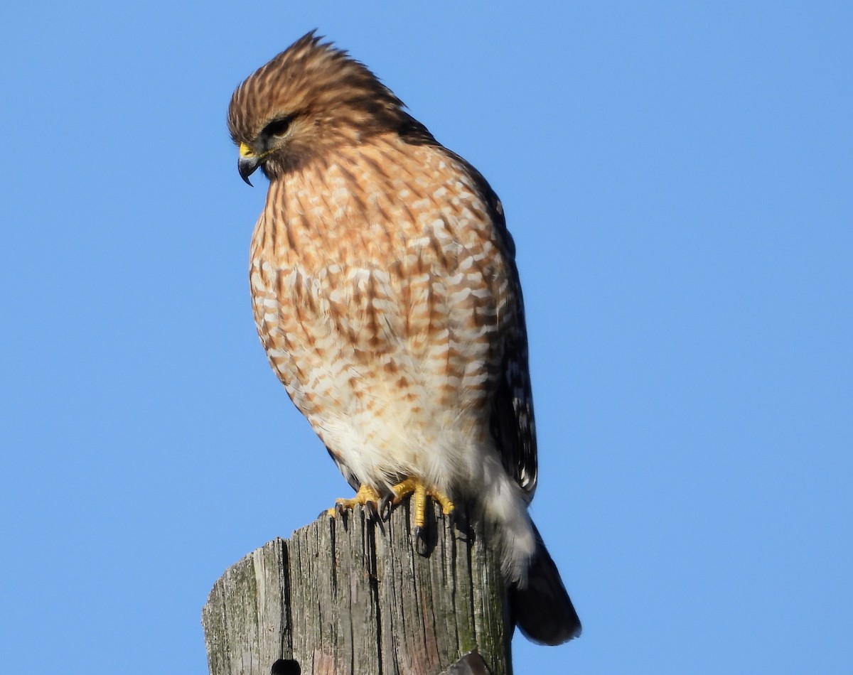 Red-shouldered Hawk - ML613339327