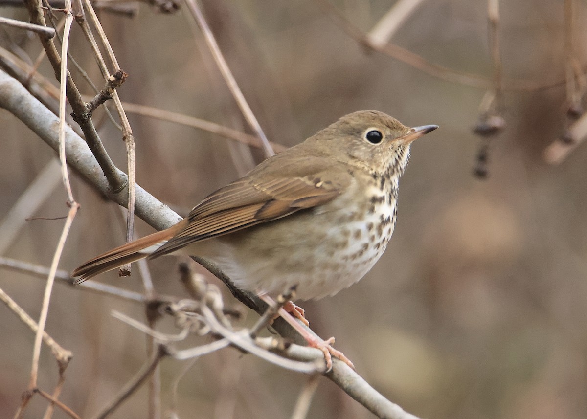 Hermit Thrush - ML613339331