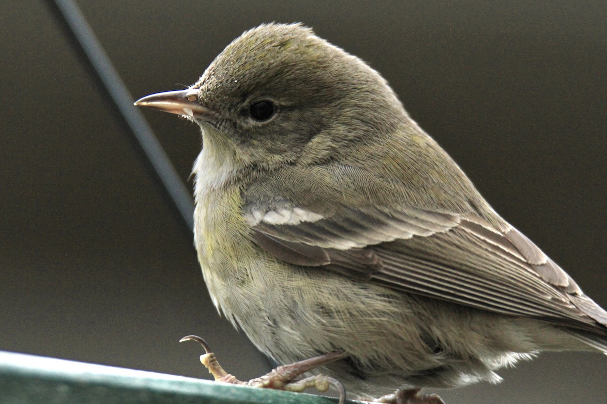 Pine Warbler - ML613339337