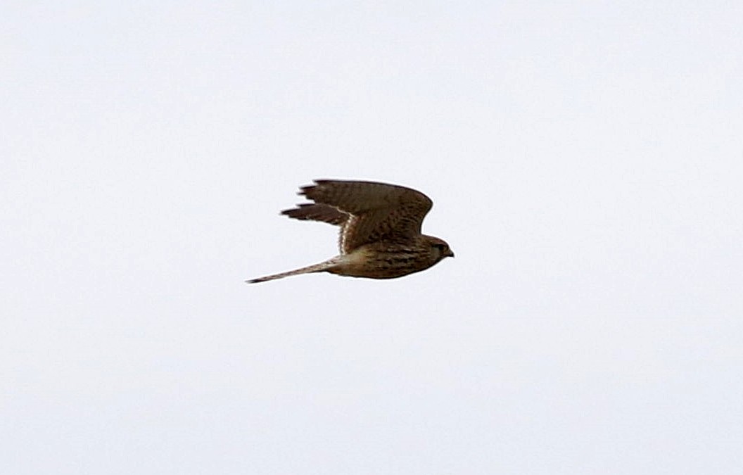 Eurasian Kestrel - ML613339349