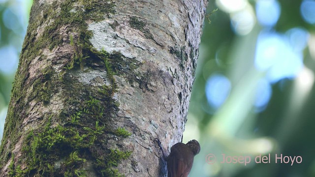 Wedge-billed Woodcreeper - ML613339350