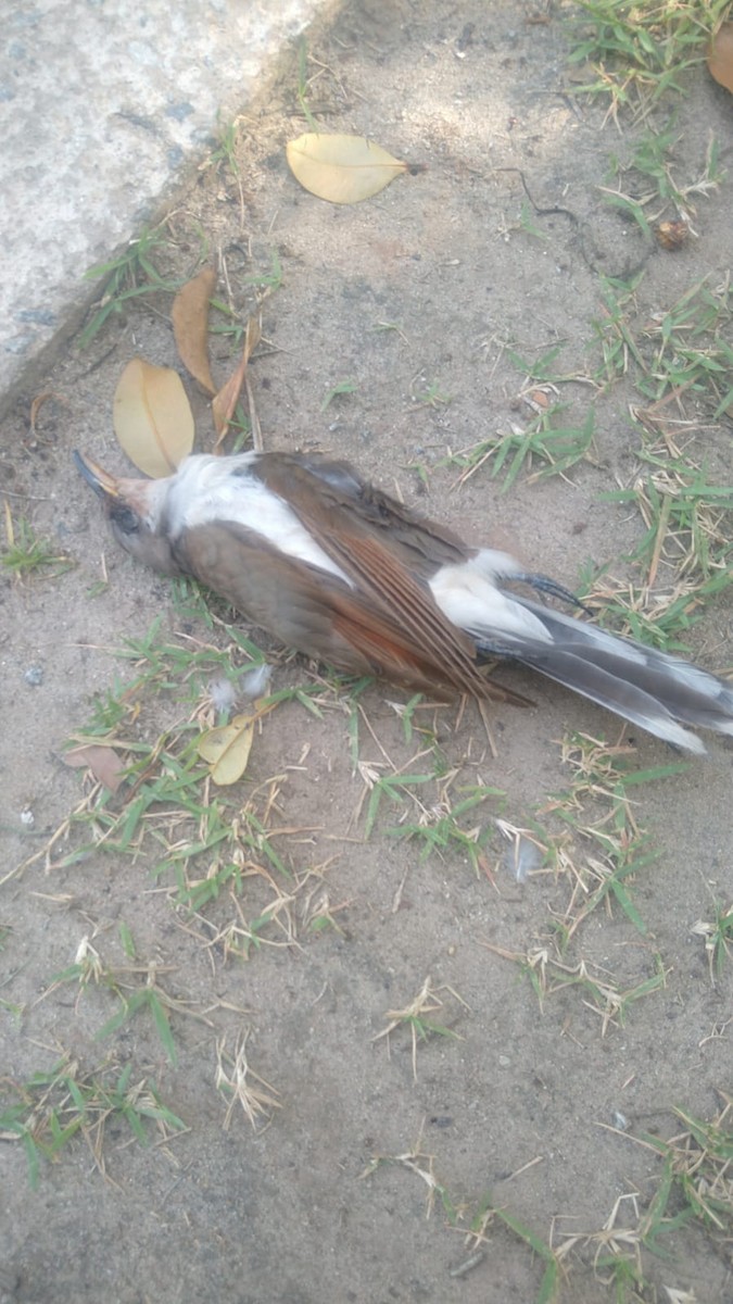 Yellow-billed Cuckoo - ML613339370