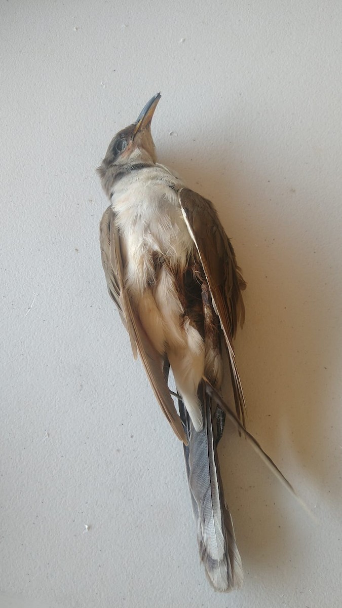 Yellow-billed Cuckoo - ML613339371