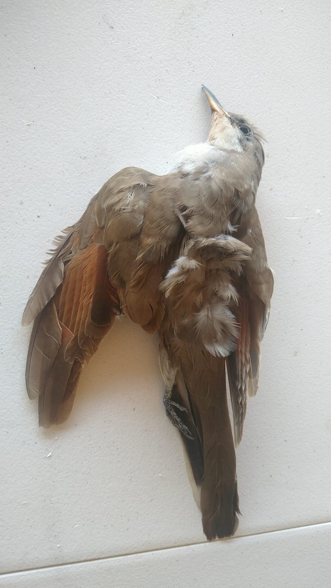 Yellow-billed Cuckoo - ML613339372