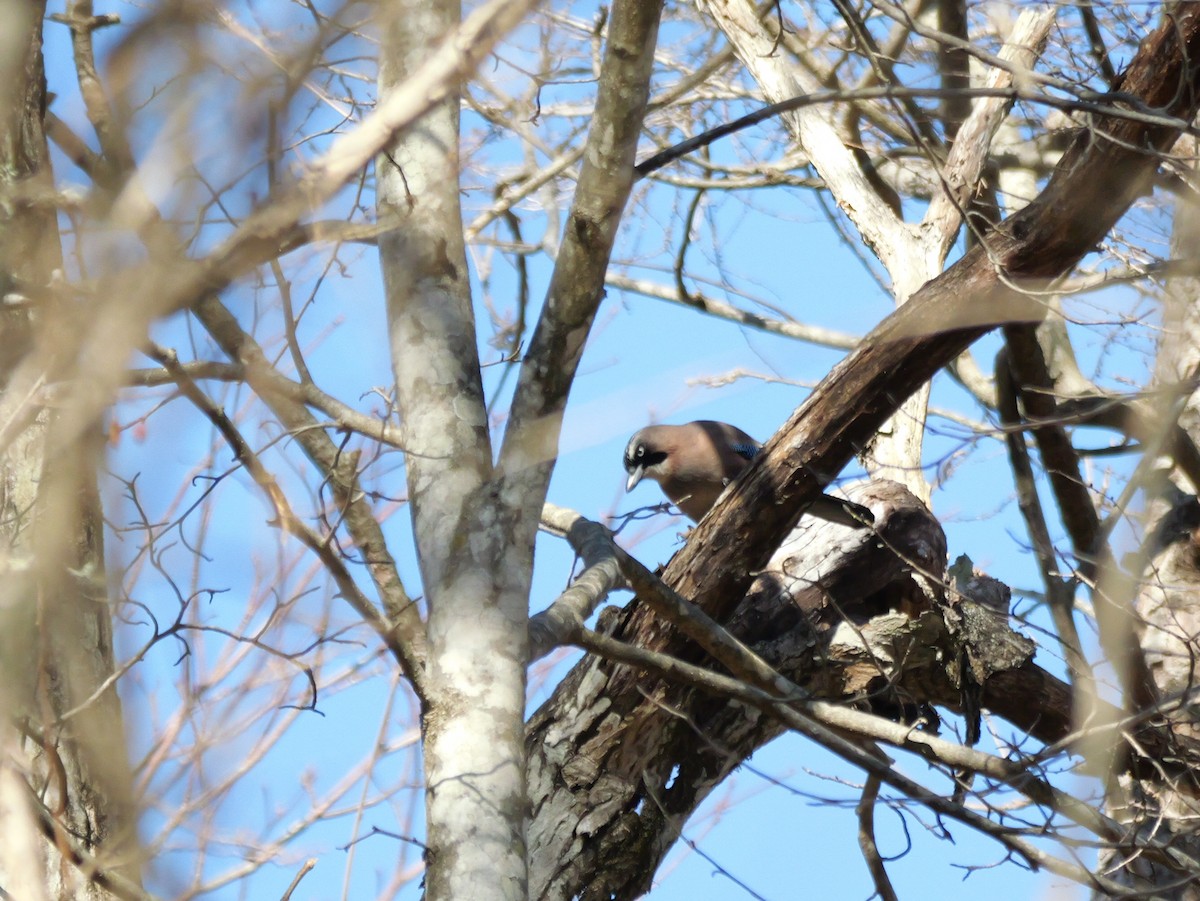 Eurasian Jay - ML613339426