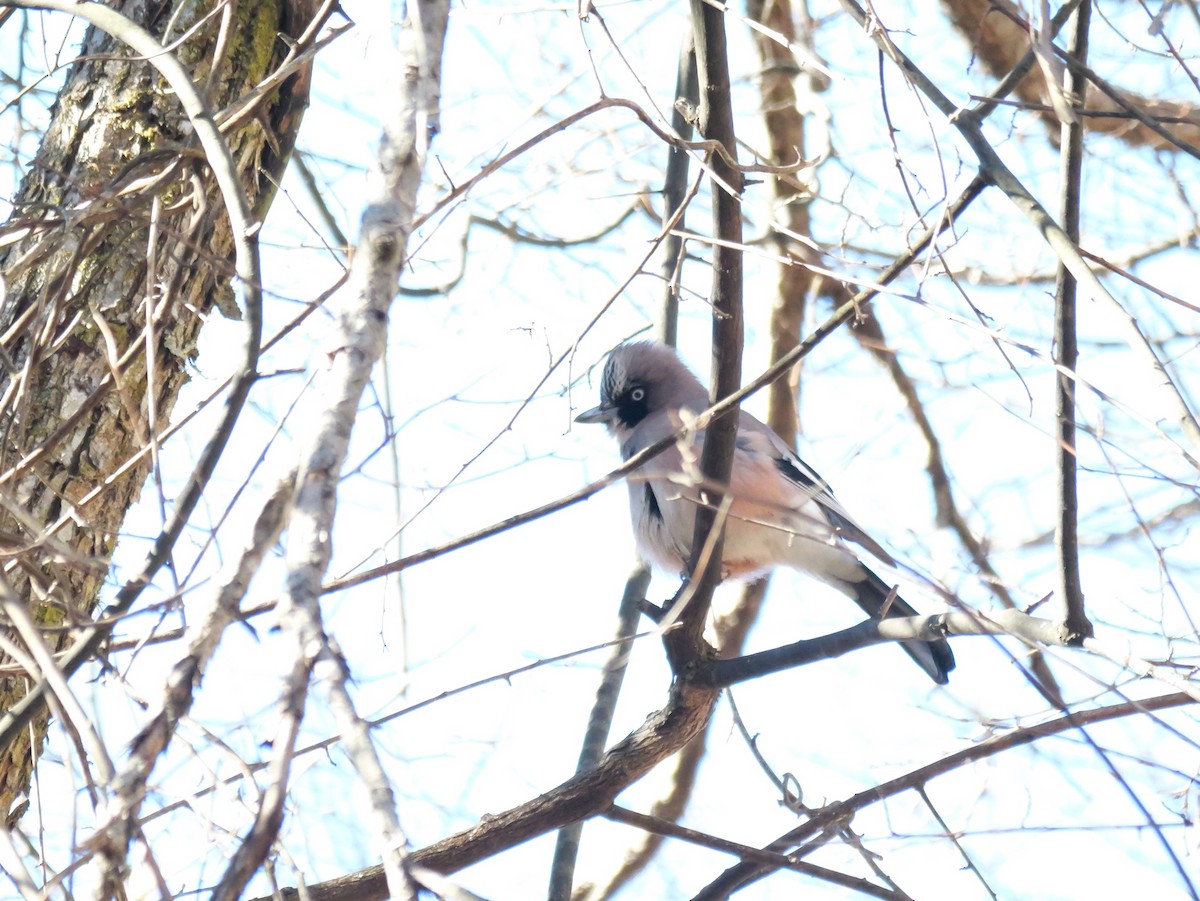 Eurasian Jay - ML613339427