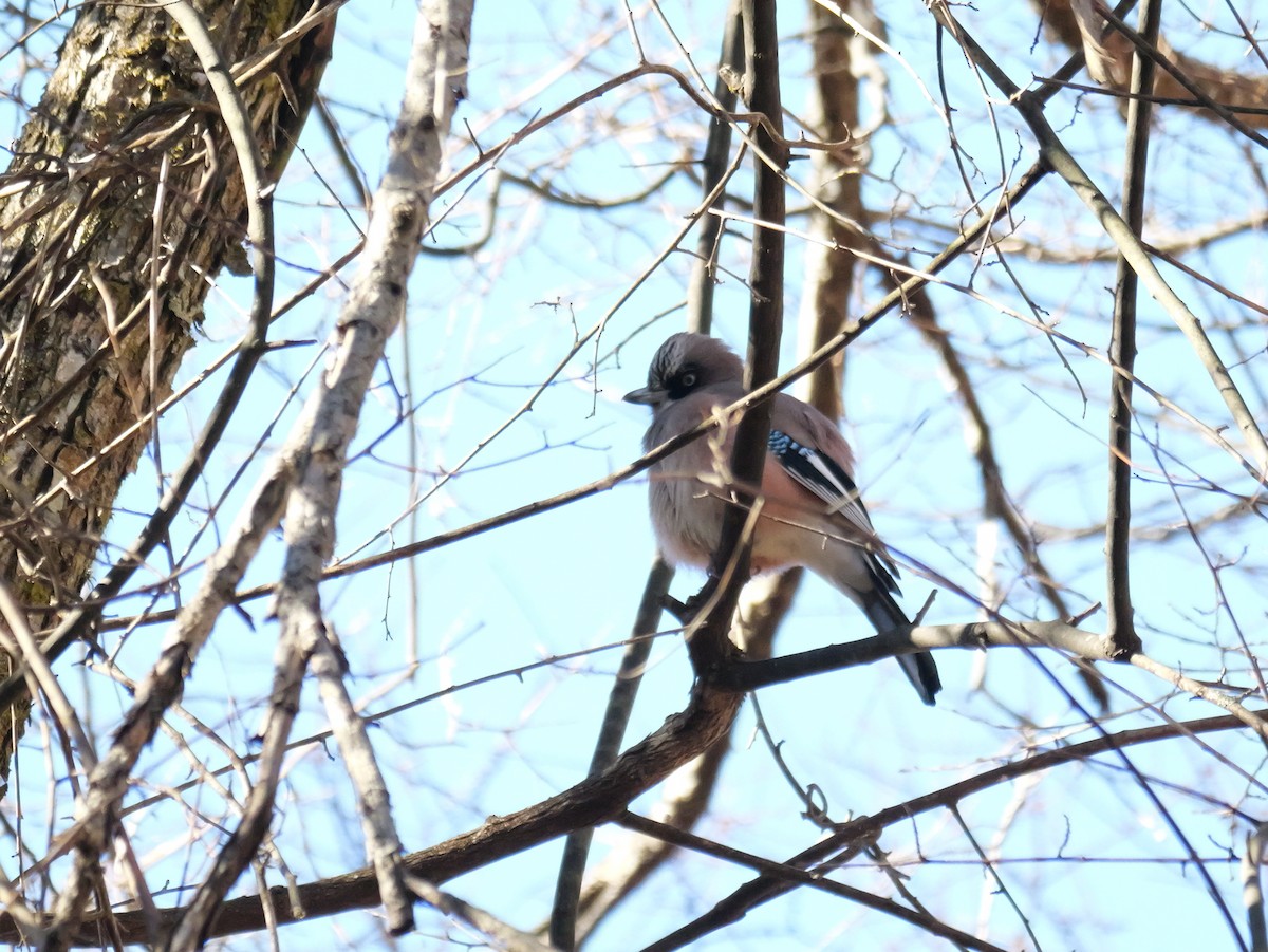 Eurasian Jay - ML613339428