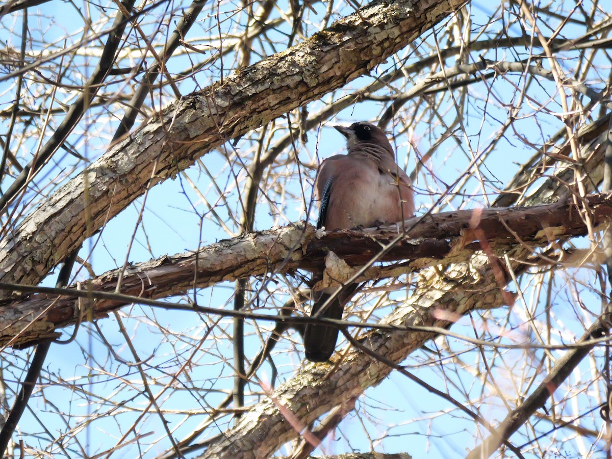 Eurasian Jay - ML613339429