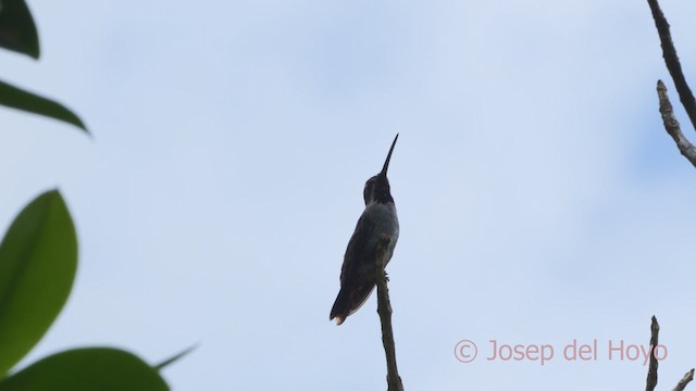 Long-billed Starthroat - ML613339585