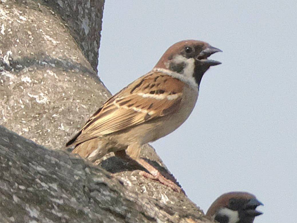Eurasian Tree Sparrow - ML613339602