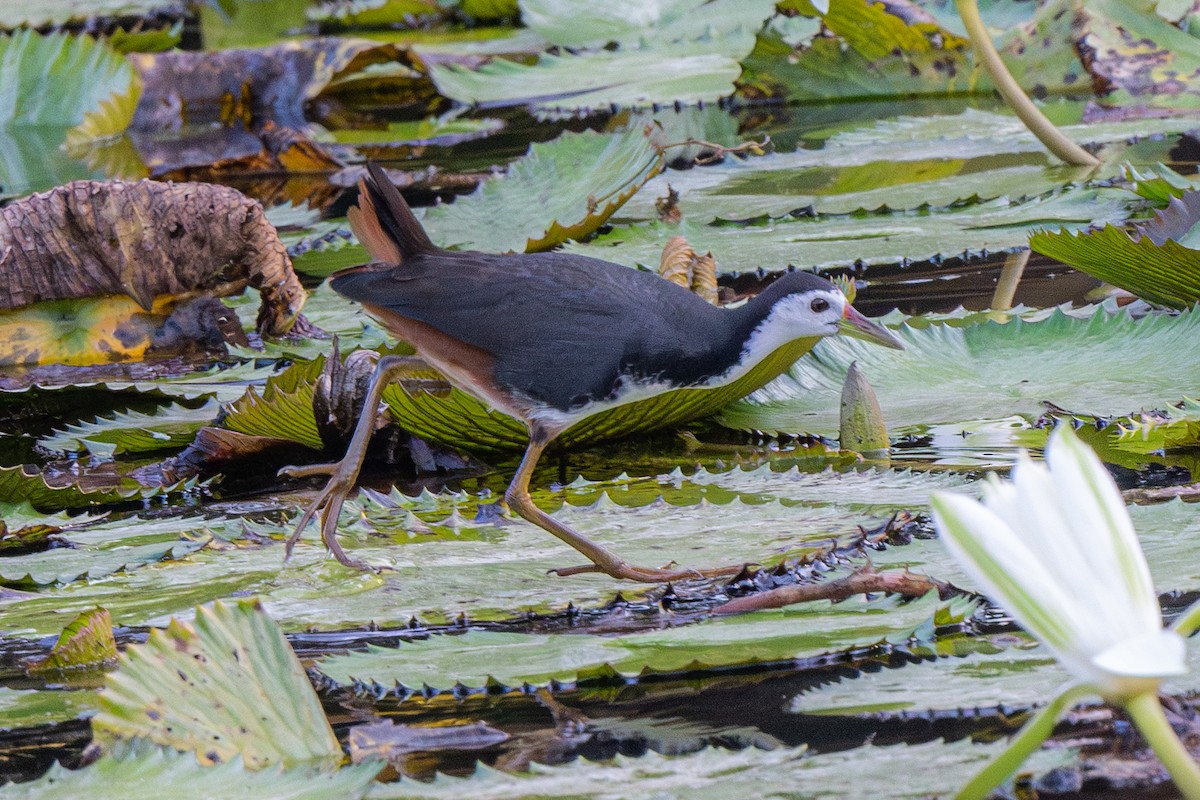 White-breasted Waterhen - Dmitriy Aronov