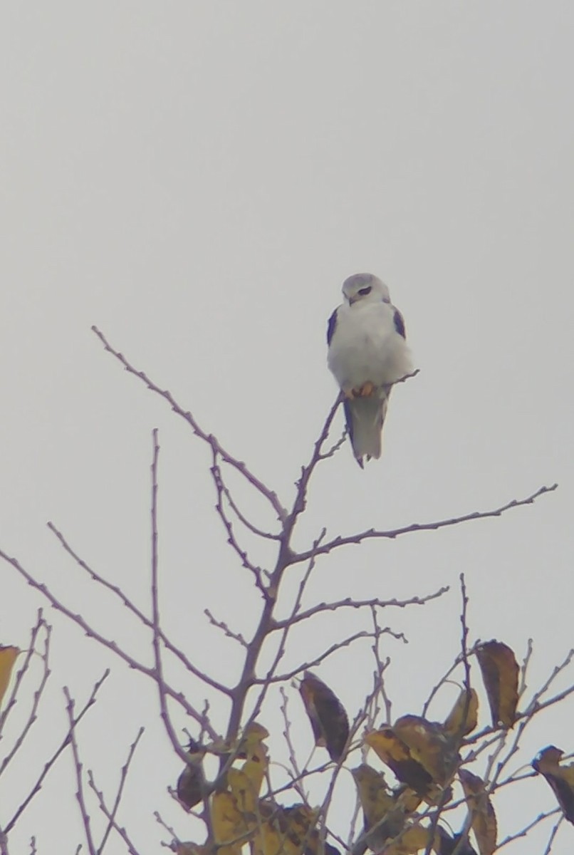 Black-winged Kite - ML613339869