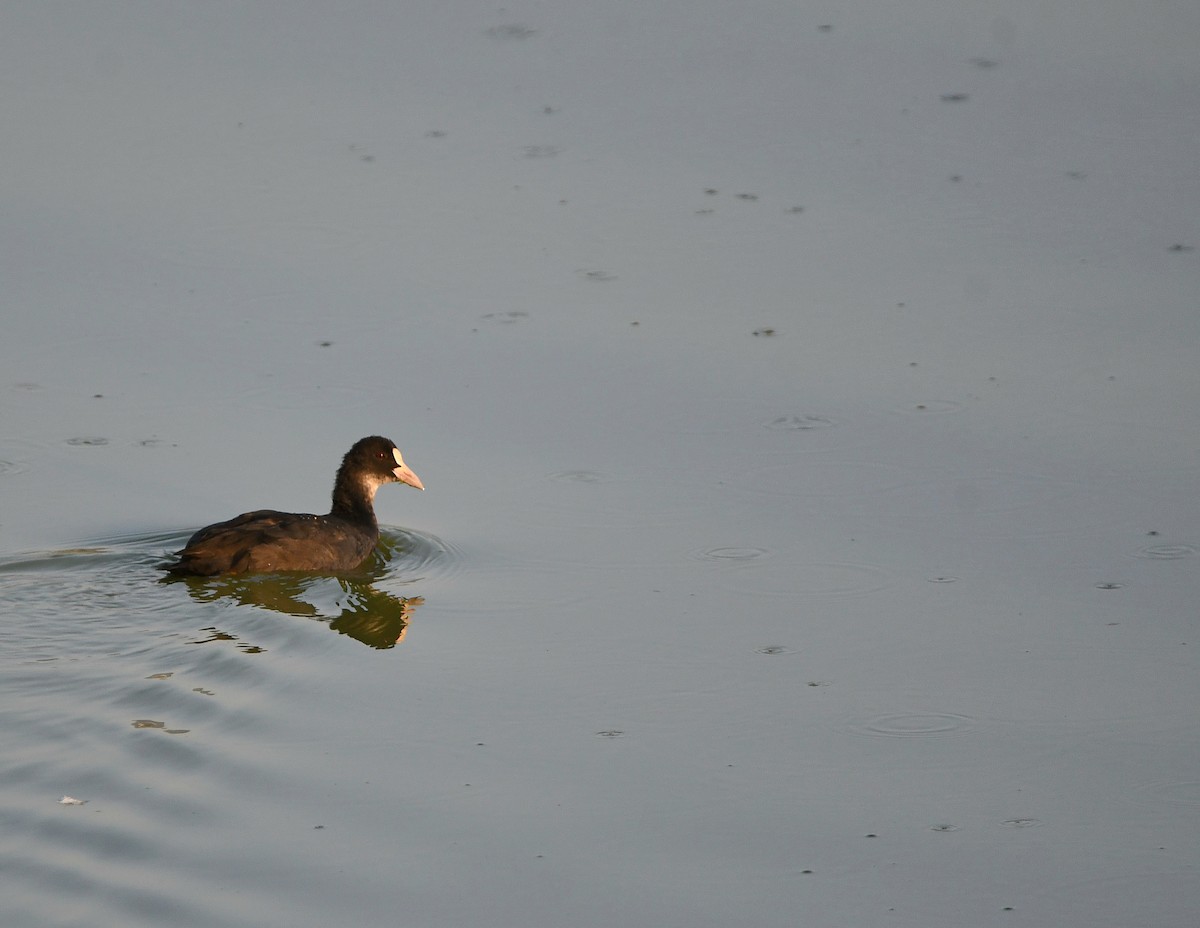 Eurasian Coot - ML613339964