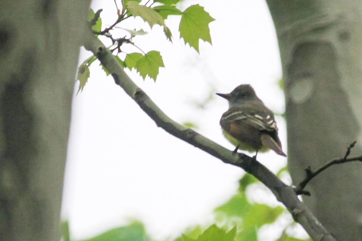 Great Crested Flycatcher - ML613339971