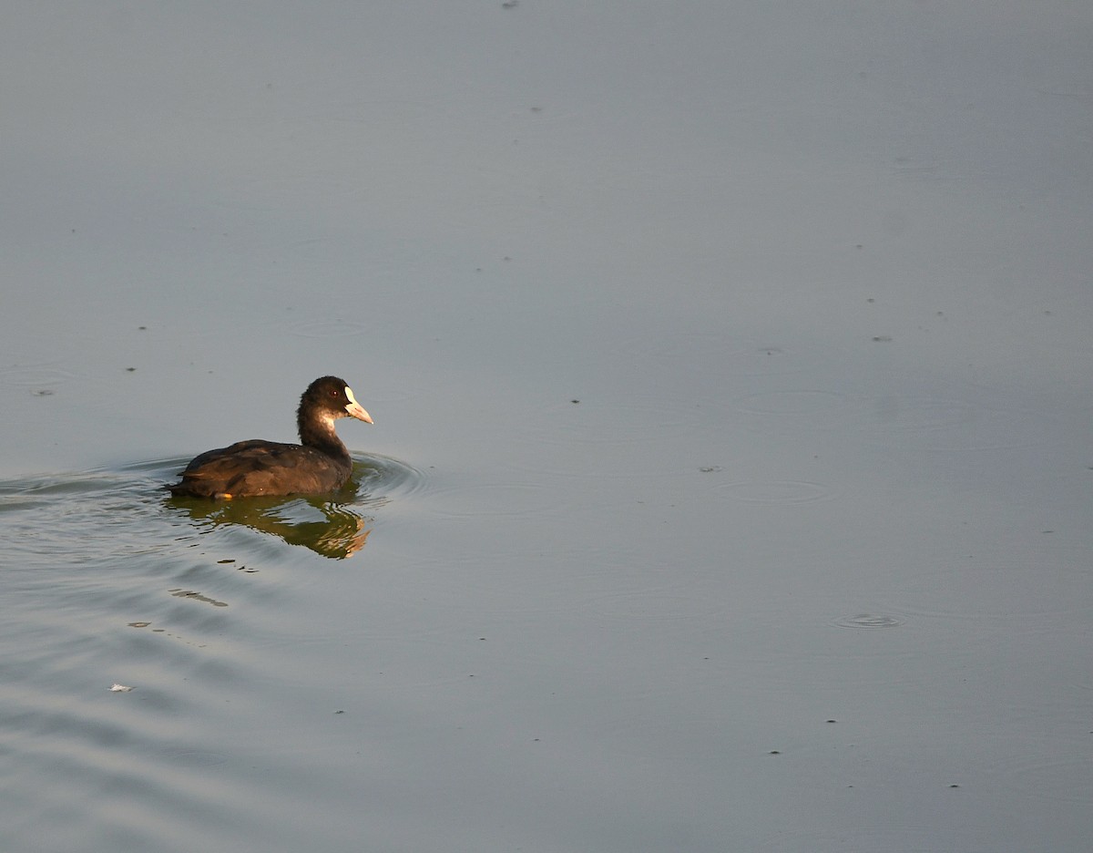 Eurasian Coot - ML613339980