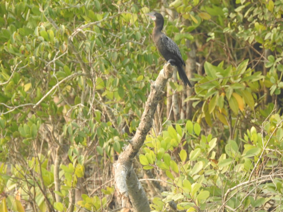 Cormoran à cou brun - ML613340003