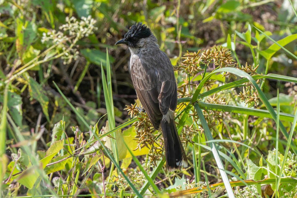 Sooty-headed Bulbul - ML613340045