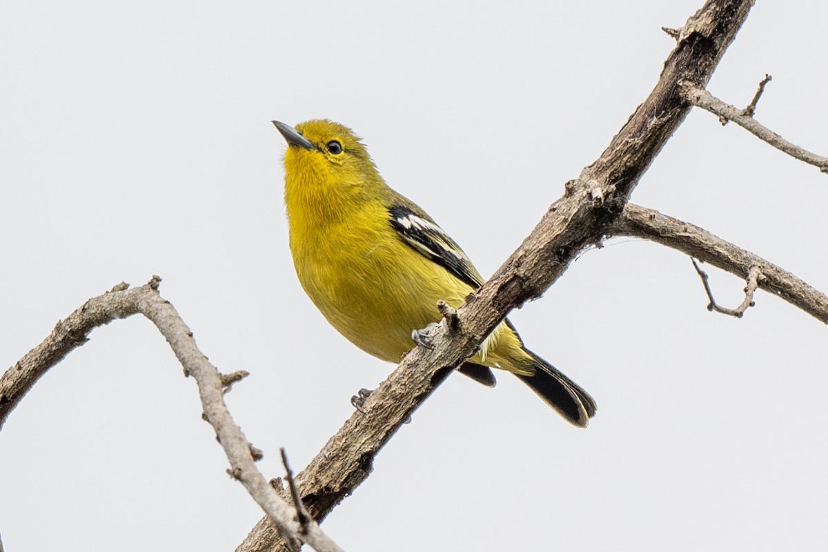 Common Iora - ML613340101