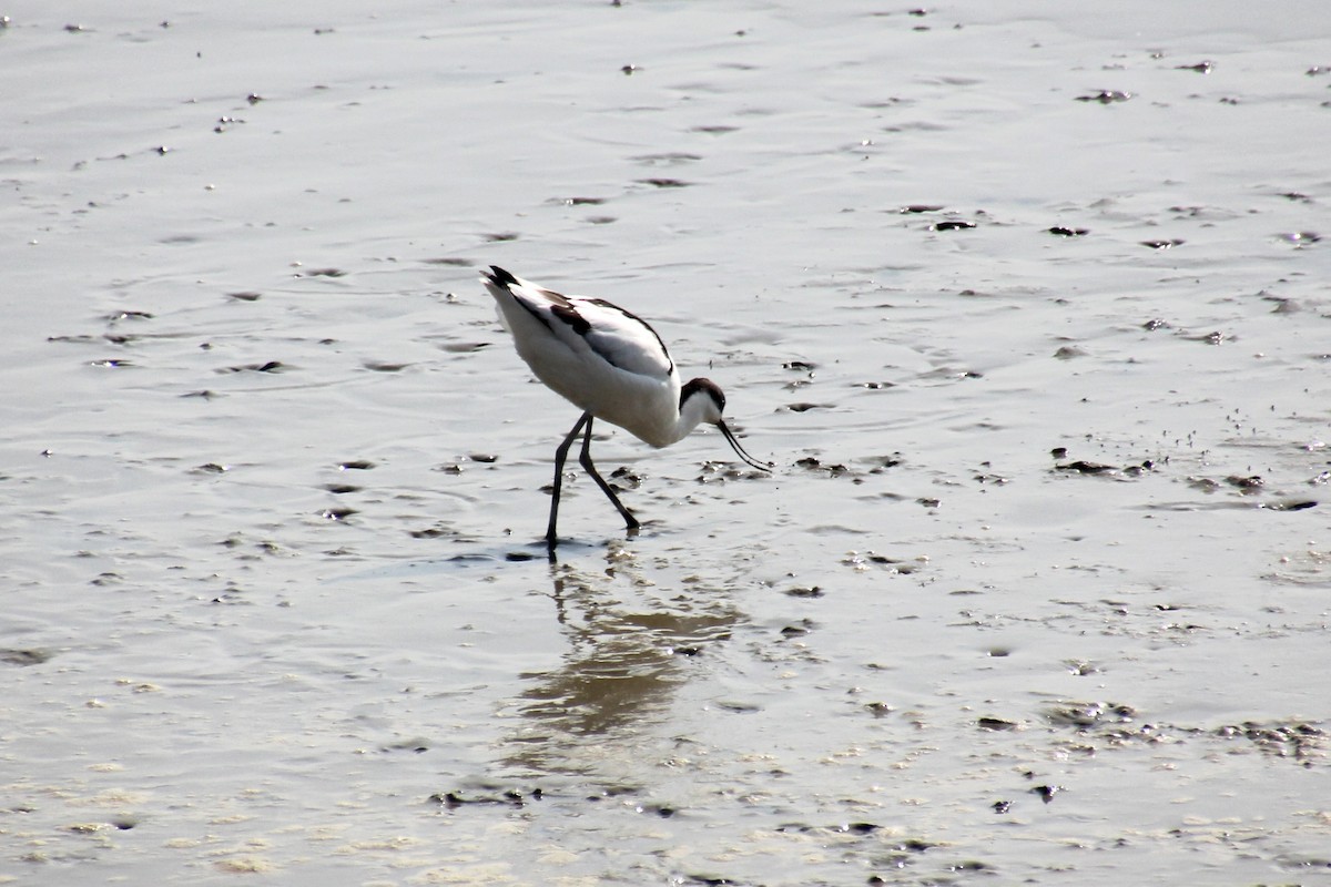 Pied Avocet - ML613340110