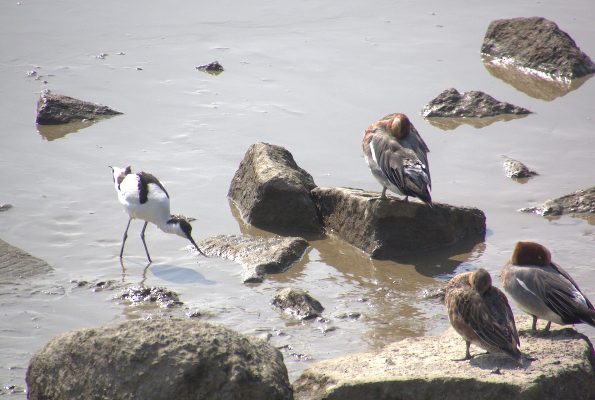 Pied Avocet - ML613340116