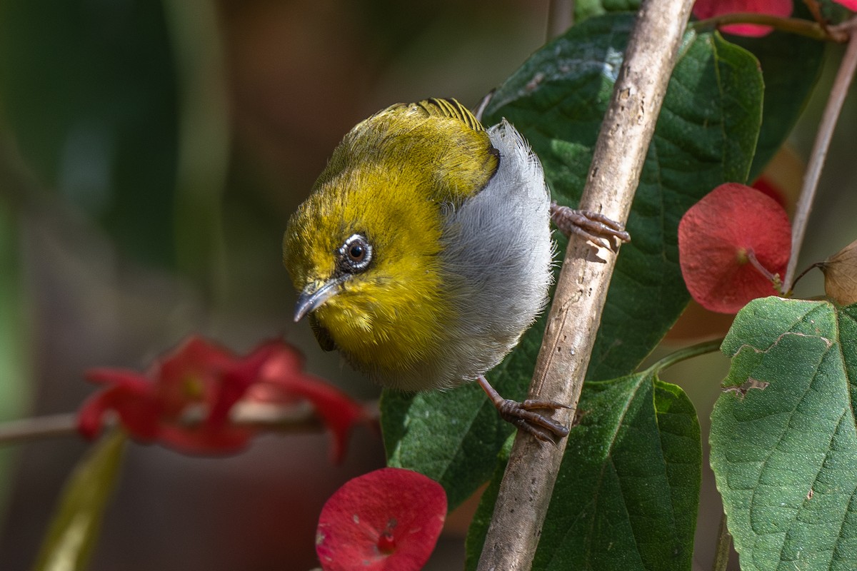 Indian White-eye - ML613340136