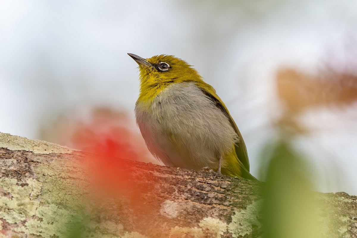 Indian White-eye - Dmitriy Aronov