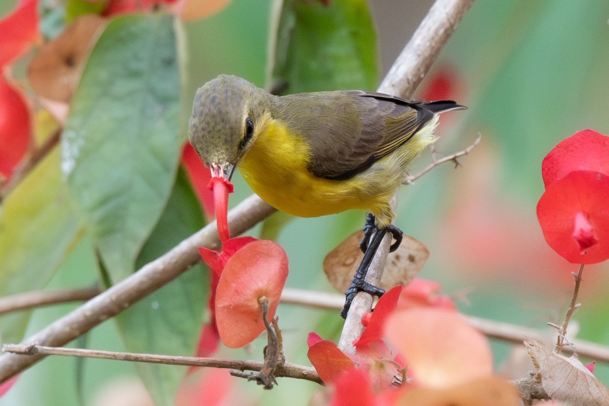 Ornate Sunbird - Dmitriy Aronov