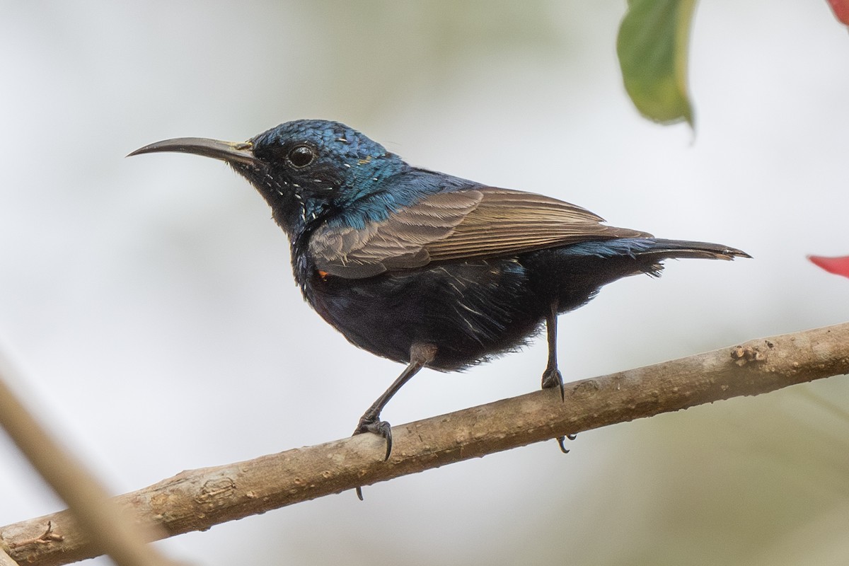 Purple Sunbird - Dmitriy Aronov