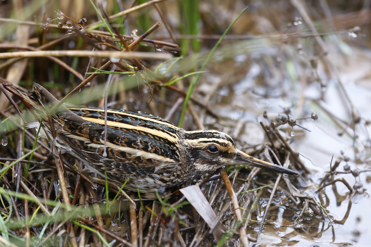 Jack Snipe - ML613340182